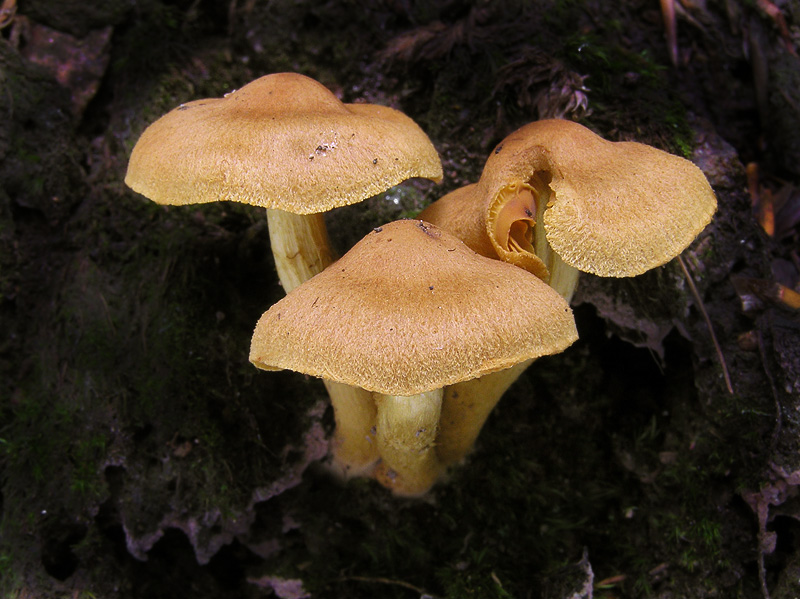 Cortinarius cinnamomeus